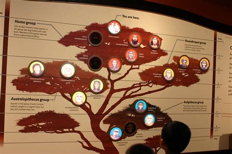 Human Family Tree | Taken at the David H. Koch Hall of Human… | Flickr