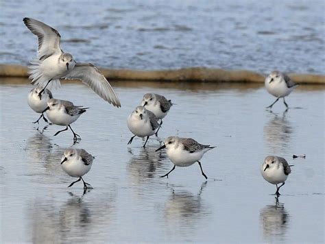 Northwest Nature Notes: SANDERLINGS - BIRDS OF THE BEACH