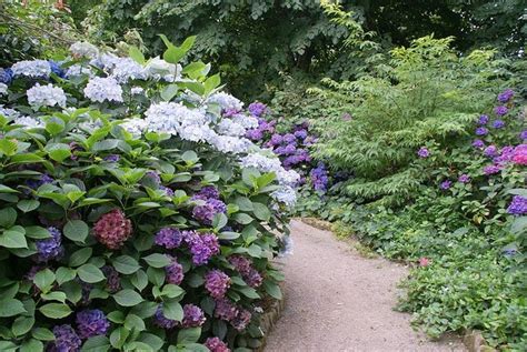 Trelissick Gardens | Flower garden, Plants, Shrubs