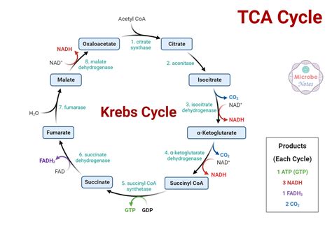 Krebs Cycle: Location, Enzymes, Steps, Products, Diagram
