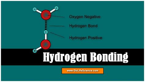 Hydrogen Bonding Properties Effects Types Examples Of Hydrogen Bond ...