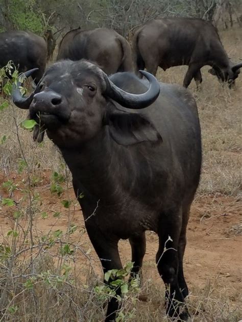 Cape Buffalo as seen on Safari at Kapama Game Reserve - Hoedspriut, South Africa 'll | African ...