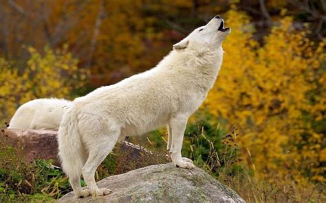 White Wolf : Lonely wolf? Wolves howl when they miss their friends (Video)