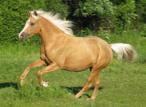 Pics Photos - Palomino Horse