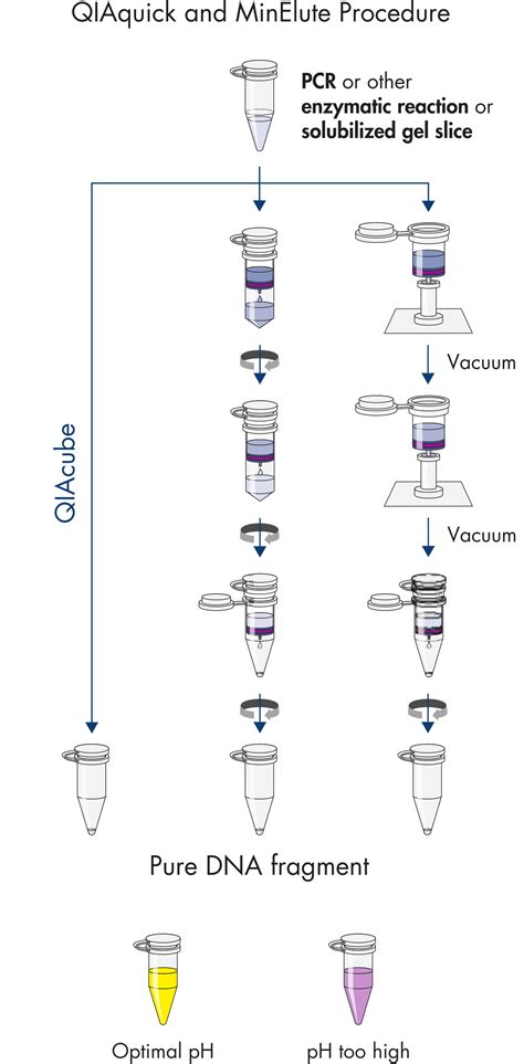 QIAquick Gel Extraction Kit En PDF Gel Electrophoresis, 54% OFF