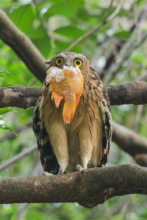 Buffy Fish Owl – Birds of Singapore