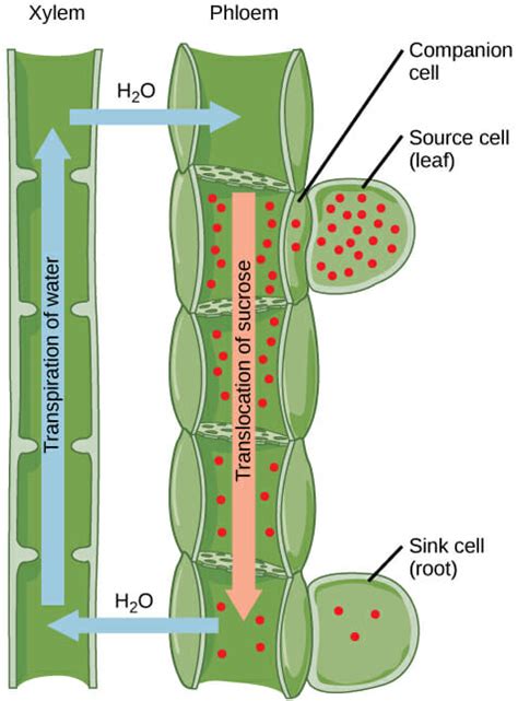 Vascular Tissue In Plants