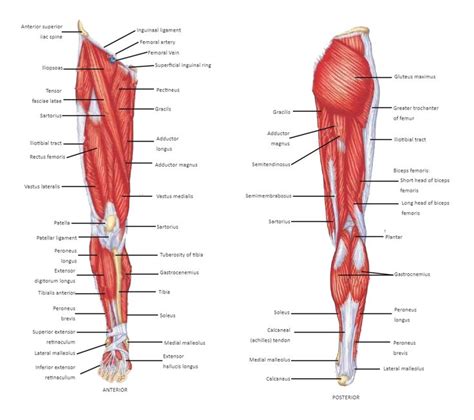 the muscles are labeled in this diagram