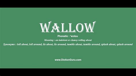 wallow: Pronounce wallow with Phonetic, Synonyms and Sentence Examples - YouTube