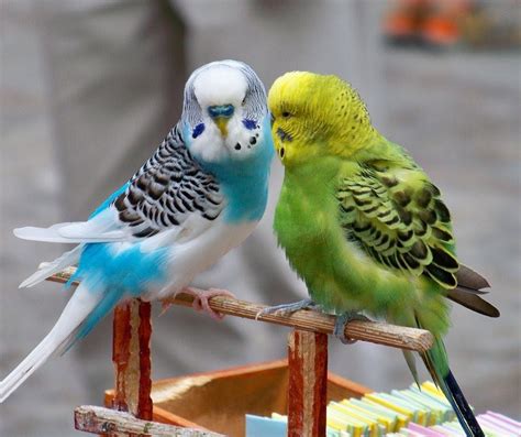 Best Birds to Breed with Price List India ~ Birds Breeding