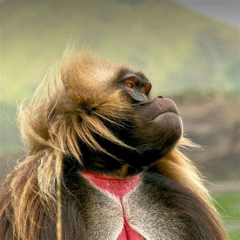 Female Ethiopian gelada monkey suppresses development to avoid sex with father – Michael Broad