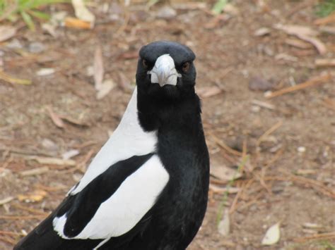 Australian Magpies Archives - Trevor's Birding - Trevor's Birding