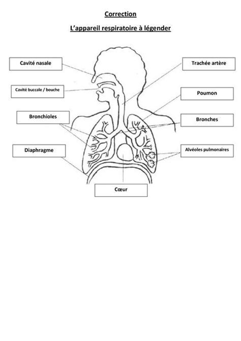 appareil respiratoire | Basic anatomy and physiology, Biology diagrams, Medical student study