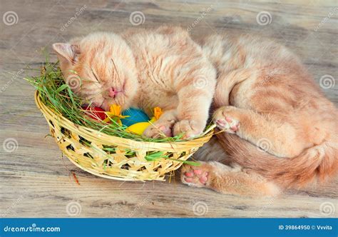 Kitten Sleeping on the Basket with Colored Eggs Stock Photo - Image of nest, british: 39864950