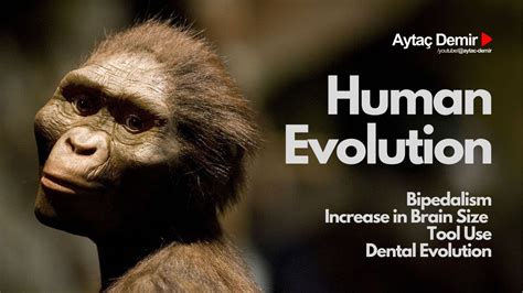 Human Evolution: Bipedalism | Increase in Brain Size | Tool Use | Dental Morphology - YouTube