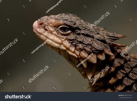 Giant Dragon Lizard Stock Photo 308147417 - Shutterstock