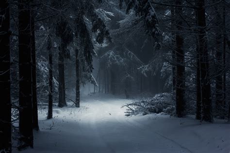 Winter Forest Path HD Wallpaper