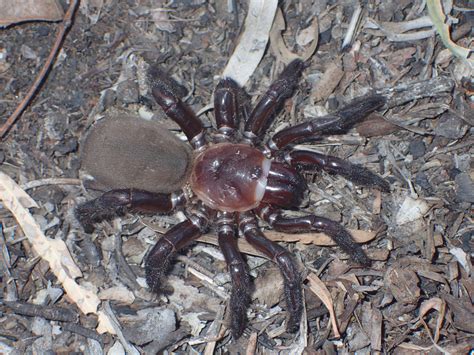 Meet the New Giant Spider Species Described As 'Rare and Secretive' - Newsweek