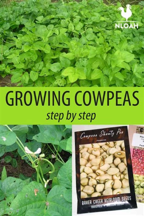 Growing Cowpeas Step by Step • New Life On A Homestead