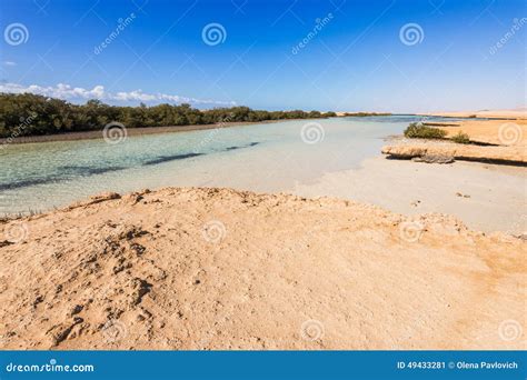 Mangroves in Ras Mohamed National Park Stock Image - Image of mohammed, desert: 49433281