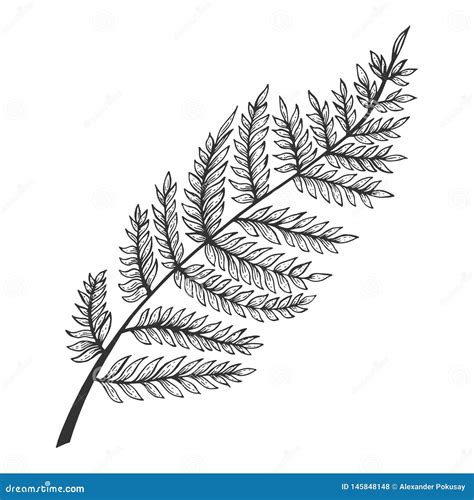 Fern Plant Drawing