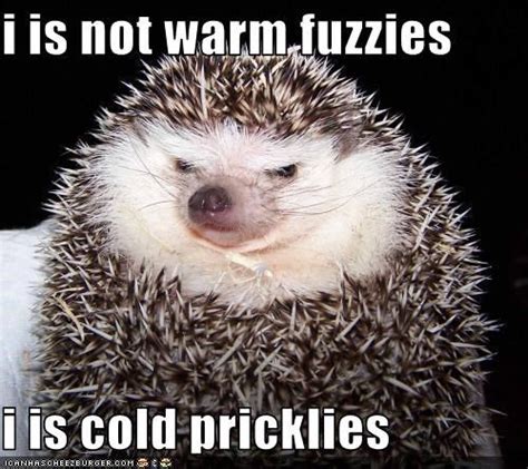 Warm+Fuzzies+and+Cold+Pricklies | is not warm fuzzies i is cold pricklies Animal Captions, Funny ...