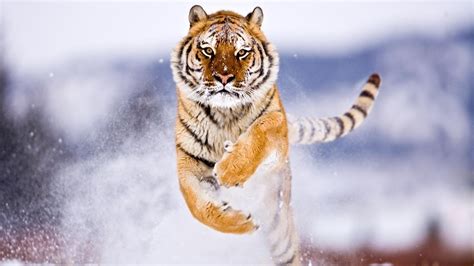 tiger, Snow, Attack, Animals Wallpapers HD / Desktop and Mobile Backgrounds