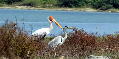 Pulicat Lake Bird Sanctuary, Andhra Pradesh, India - ITP