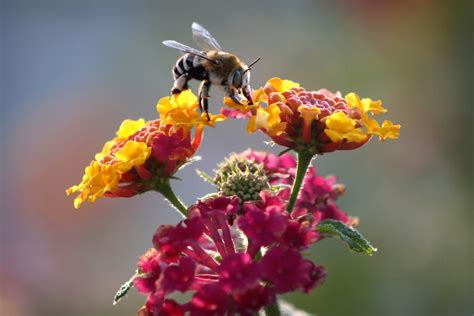 Free Photo: Bee on Flower