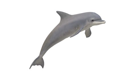 Dolphin isolated on a Transparent Background 23556587 PNG