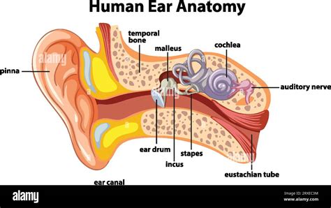 A detailed diagram illustrating the anatomy of the human ear Stock Vector Image & Art - Alamy