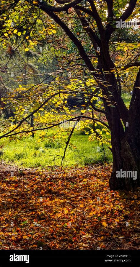 batsford arboretum cotswolds autumn Stock Photo - Alamy