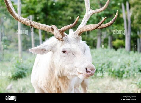 Rare white elk Stock Photo - Alamy