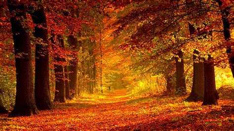 Autumn path, red, pretty, forest, colorful, fall, bonito, park, trees, foliage, HD wallpaper ...