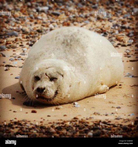 Fat male seal basking on beach Stock Photo - Alamy