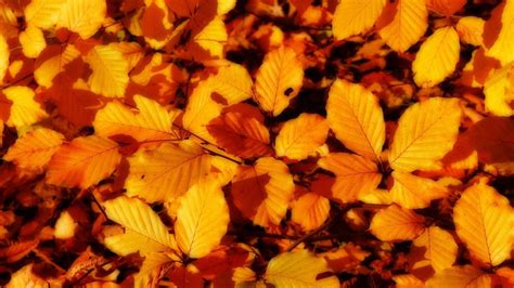 Orange leaves, leaves, fall HD wallpaper | Wallpaper Flare