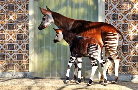 Okapi - Description, Habitat, Image, Diet, and Interesting Facts