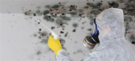 Basement Mold and Mildew Removal: A Guide | DoItYourself.com