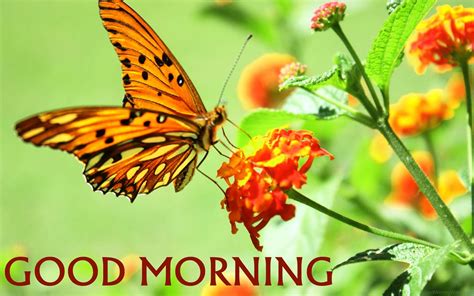 1M+ Delightful Good Morning Images with Butterflies 2023 - Good Morning