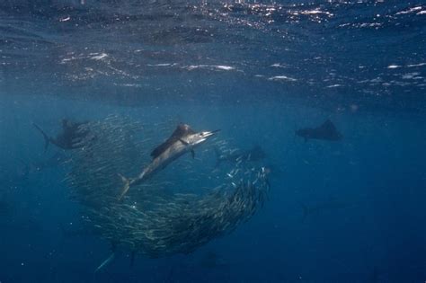 Sailfish – "OCEAN TREASURES" Memorial Library