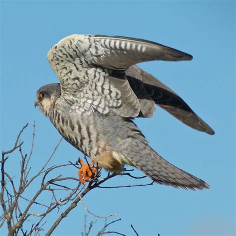 Amur Falcon | World Migratory Bird Day