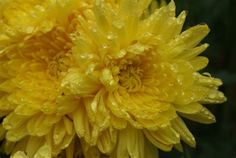 Yellow Chrysanthemum by Fasenove on DeviantArt