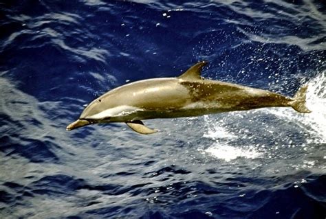 Pantropical Spotted Dolphin – "OCEAN TREASURES" Memorial Library