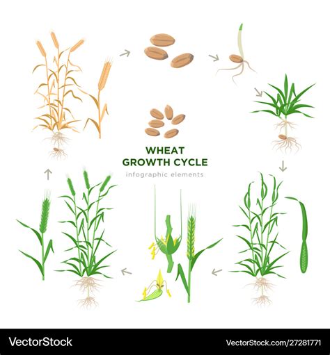 Wheat growing stages life cycle plant Royalty Free Vector