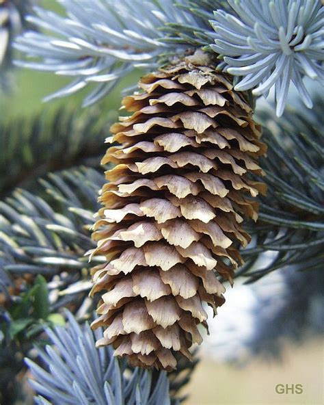 Ель колючая (Picea pungens) | Голубая ель, Растения, Фотография цветов