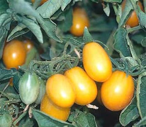 Small Yellow Plum Tomato Seeds - Etsy