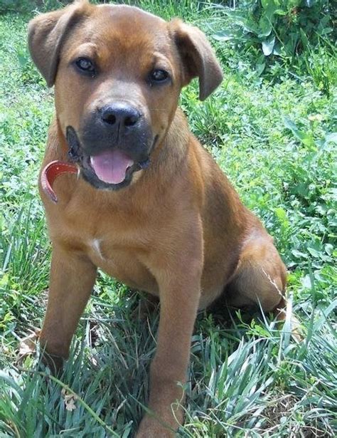 Boxweiler (Rottweiler Boxer mix) Temperament, Size, Lifespan, Adoption