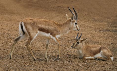 How Fast Are Gazelles? Top Speeds and How It Compares to Predators - A-Z Animals