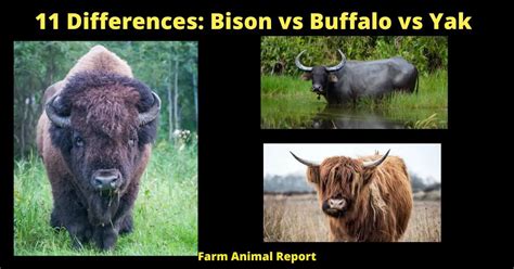 11 Differences: Bison Vs Buffalo Vs Yak | Bison Vs Yak (2024)