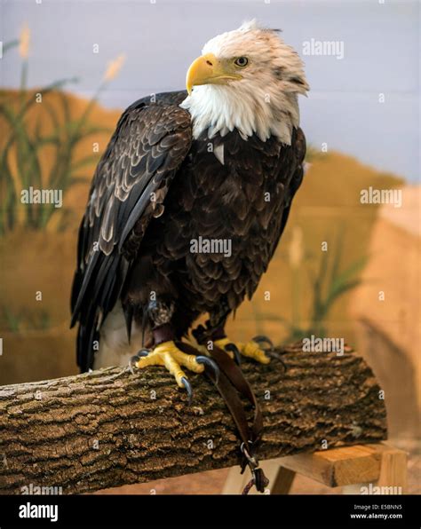 Wabasha, Minnesota, USA. 26th July, 2014. A bald eagle sits on a perch ...